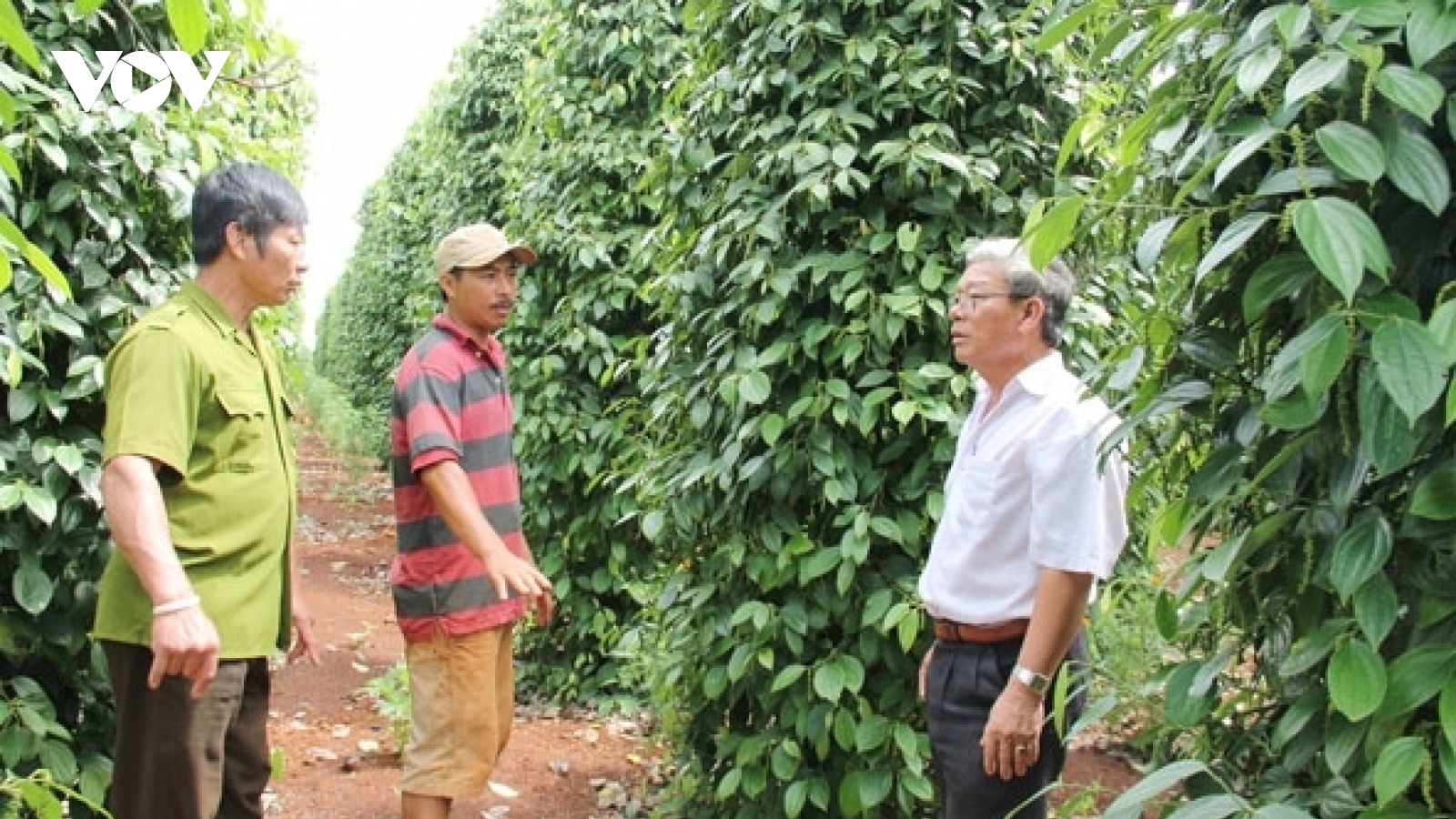 Đắk Lắk phát huy vai trò liên kết sản xuất trong nông nghiệp